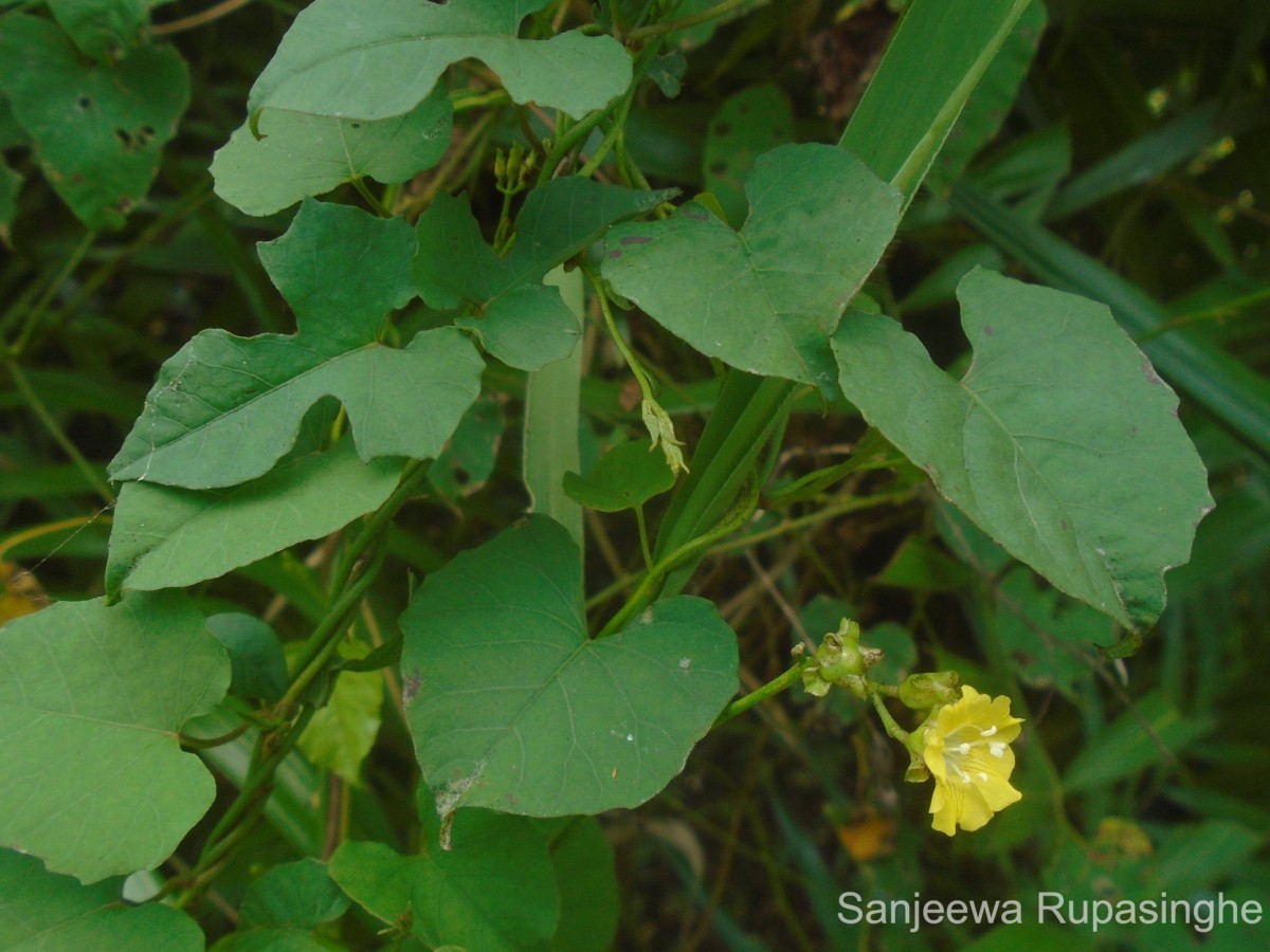 Merremia hederacea (Burm.f.) Hallier f.